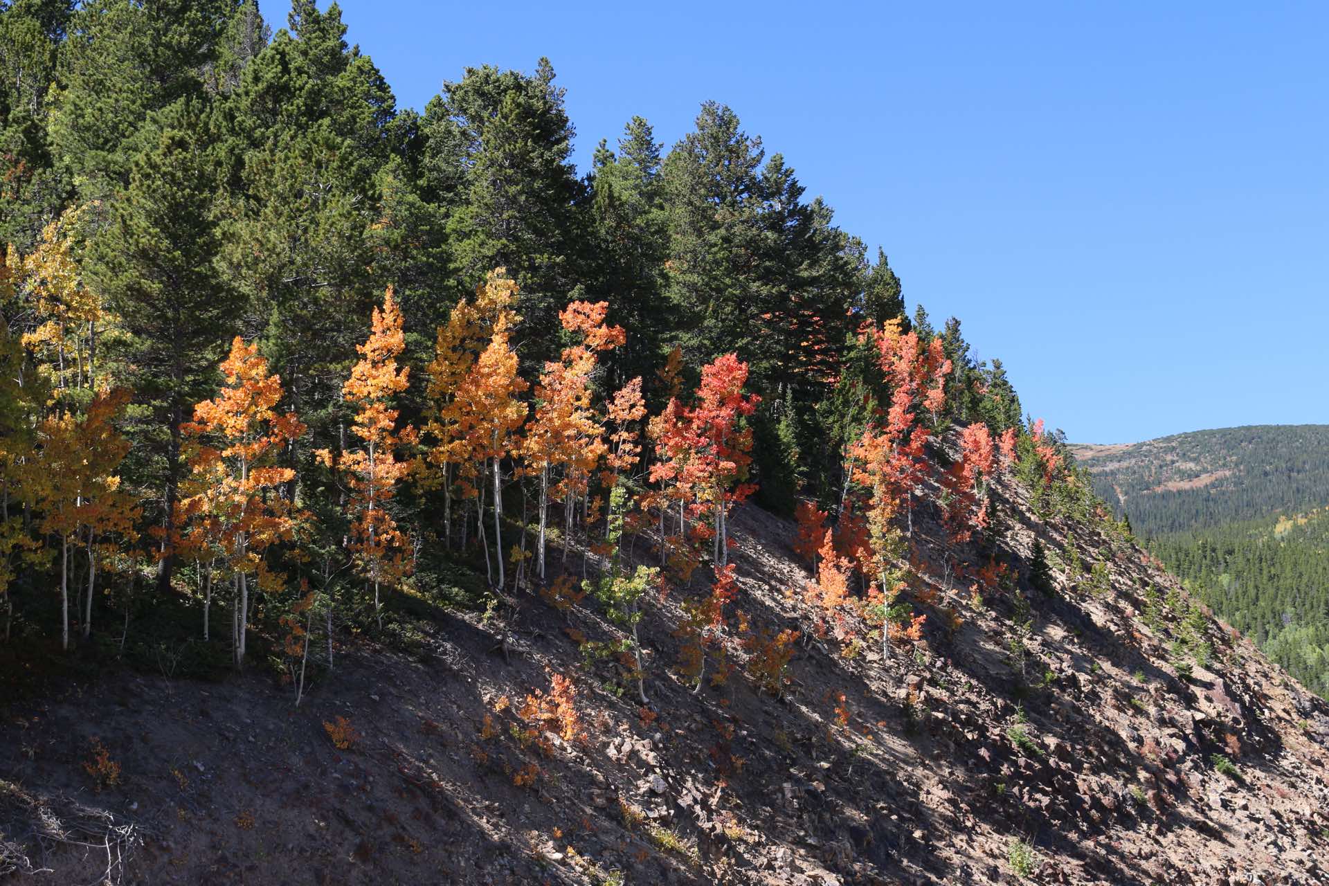 Golden autumn aspens on a ridge near Caribou