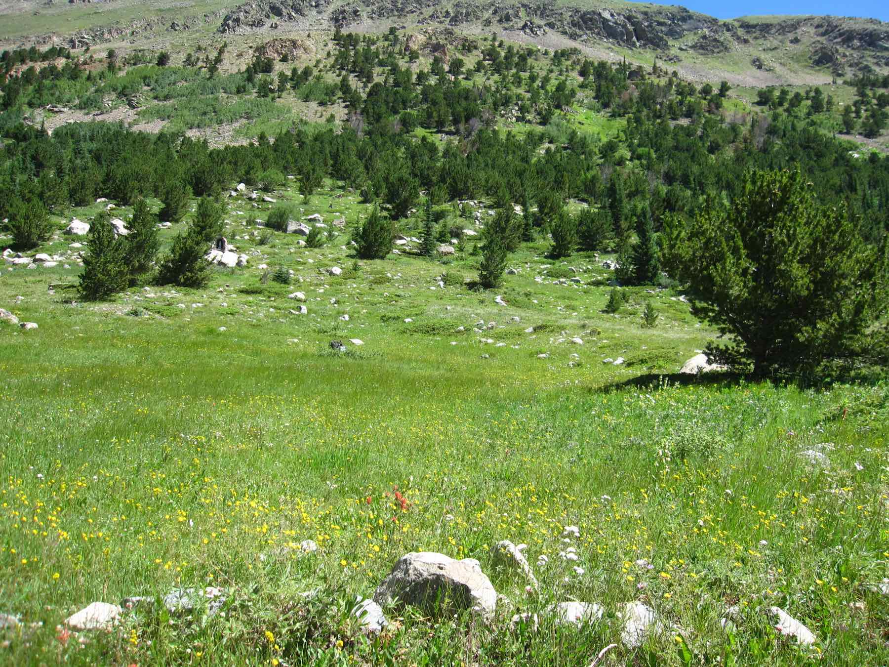 Wildflowers in an alpine meadow on the 4th of July Trail